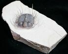 Phenomenal Cyphaspides Trilobite - Free-Standing Spines #11424-3